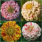 candystripe zinnia seeds