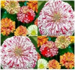 candystripe zinnia seeds