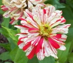 candystripe zinnia seeds