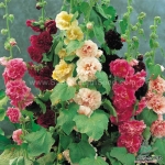 carnival double mix hollyhock seeds