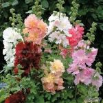carnival double mix hollyhock seeds