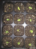 carnival double mix hollyhock seeds