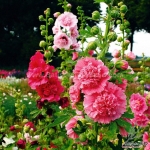 carnival double mix hollyhock seeds