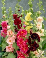 carnival double mix hollyhock seeds