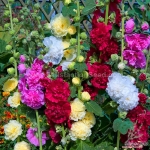 carnival double mix hollyhock seeds