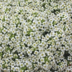 carpet of snow alyssum seeds