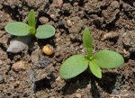 chabaud mix dianthus seeds
