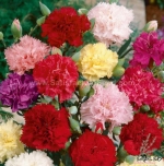 chabaud mix dianthus seeds