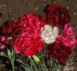 chabaud mix dianthus seeds
