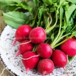 champion radish seeds
