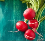 champion radish seeds