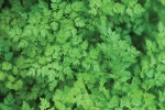 chervil vertissimo seeds