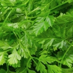 chervil vertissimo seeds