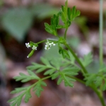 chervil vertissimo seeds