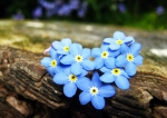 chinese forget me not seeds