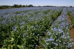 chinese forget me not seeds