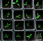 chocolate cherry tomato seeds