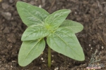 chocolate sunflower seeds
