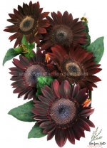 chocolate sunflower seeds
