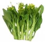 choi sum chinese yellow flowering cabbage seeds