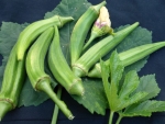 clemson spineless okra seeds