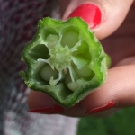 clemson spineless okra seeds