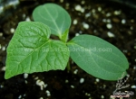 green globe artichoke seeds