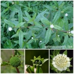 co muc false daisy seeds