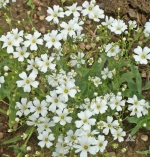 covent large white baby breath seeds