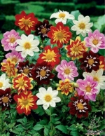 collarette dahlia seeds