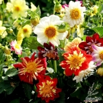 collarette dahlia seeds