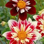 collarette dahlia seeds