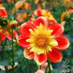 collarette dahlia seeds