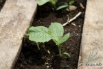 colorful mix summer squash seeds