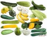 colorful mix summer squash seeds