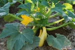 colorful mix summer squash seeds