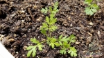 common mugwort seeds