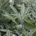 common sage seeds