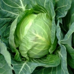 copenhagen market cabbage seeds