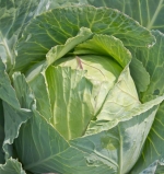 copenhagen market cabbage seeds