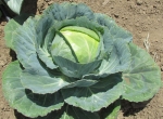 copenhagen market cabbage seeds