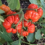 costoluto genovese tomato seeds