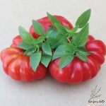 costoluto genovese tomato seeds