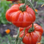 costoluto genovese tomato seeds