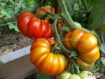 costoluto genovese tomato seeds