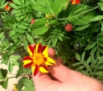 court jester french marigold seeds