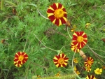 court jester french marigold seeds