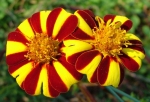 court jester french marigold seeds