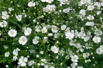 covent large white baby breath seeds