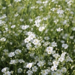 covent large white baby breath seeds